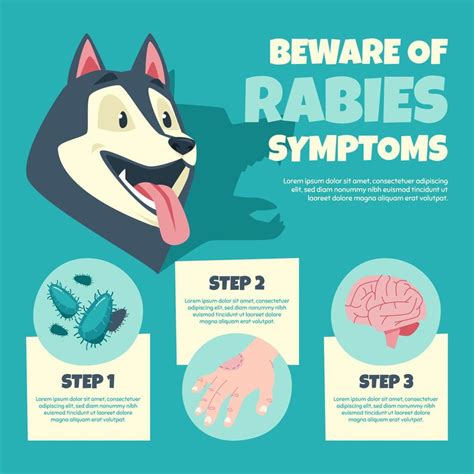 Rabies Symptoms Infographic 8099714 Vector Art At Vecteezy