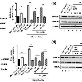 Effect Of Transferulic Acid On Cellular AMPK Phosphorylation And Its