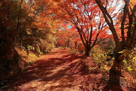 【兵庫紅葉】秋の絶景を堪能！散策におすすめの紅葉スポット厳選5選（2ページ目） Prettyonline