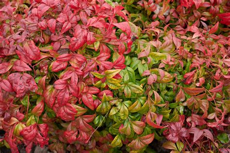 How To Grow Nandina Domestica ‘Heavenly Bamboo’