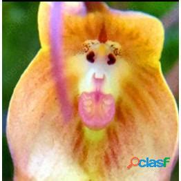 20pcs Seeds Cute Monkey Face Orchid Seed Bonsai Plantas Flores Para El