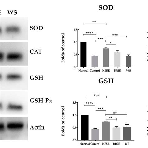 The Mrna Expression Of Sod Gsh Cat And Gsh Px In 293t Cells Download Scientific Diagram