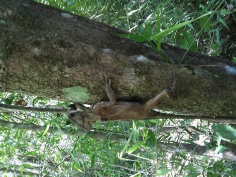 Turipache de montaña flora y fauna del municipio de Tlanchinol Hidalgo