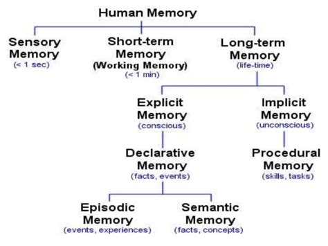 Memory Diagram Quizlet