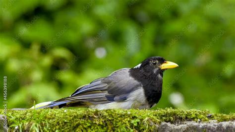 Foto De The Yellow Billed Blue Magpie Or Gold Billed Magpie Urocissa