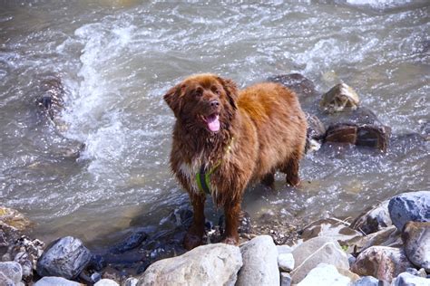 Leptospirosis in Dogs | Shuler Veterinary Clinic