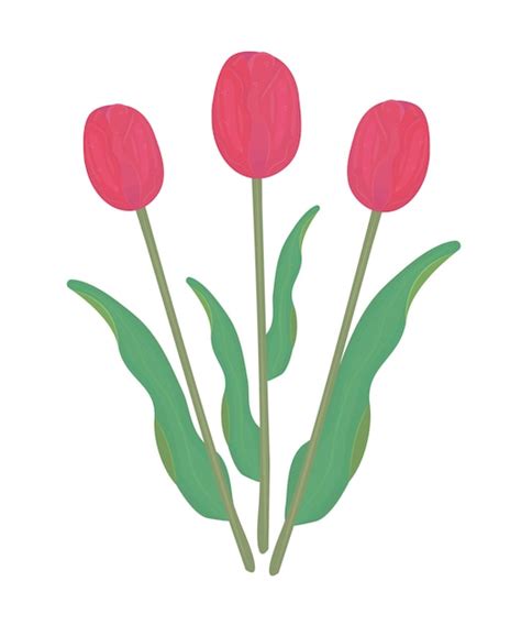 Premium Vector Three Red Tulips With Leaves Colorful Illustration