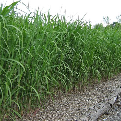 Miscanthus X Giganteus Un Gigante Virtuoso Ruralnet