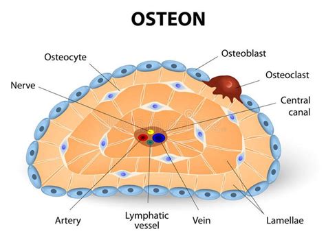 Osteon Development And Structure Osteoblast Osteocyte And Osteoclast