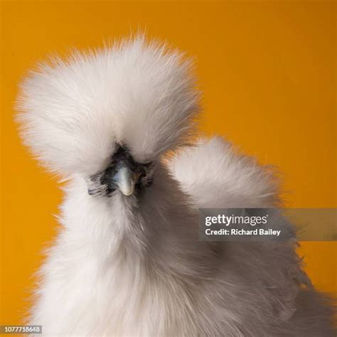 293 Silkie Chicken Stock Photos, High-Res Pictures, and Images - Getty ...