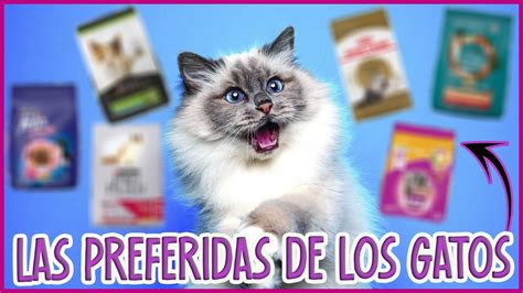 LAS MEJORES MARCAS DE CROQUETAS PARA GATOS SEGÚN SUS DUEÑOS