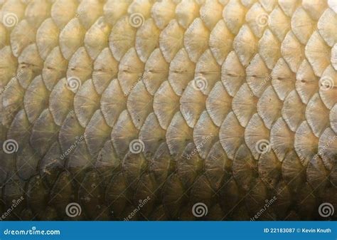 Fish Scales Macro Closeup Stock Image Image Of Animal 22183087