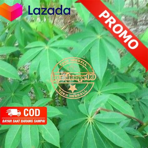 Daun Randu Daun Kapuk Segar Per 100 Grm Lazada Indonesia