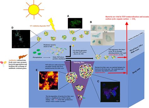 Frontiers Non Surface Attached Bacterial Aggregates A Ubiquitous