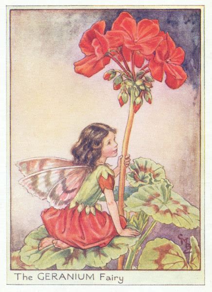 Flower Fairies Antique Flower Fairy Prints 1930 50