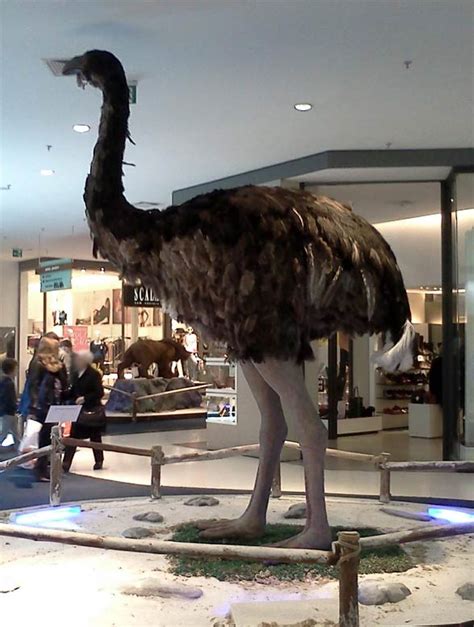 Moa Giant Birds