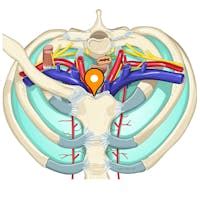 Interclavicular ligament - e-Anatomy - IMAIOS