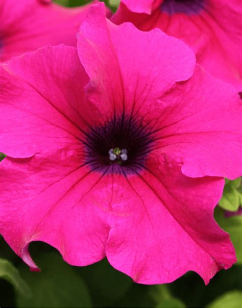 Surfinia® Giant Purple The No1 Petunia Brand Colors Your City