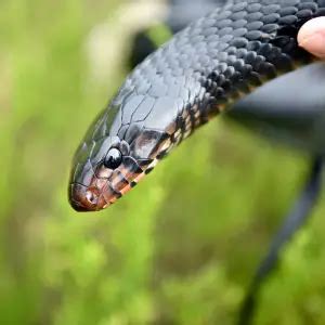 Eastern Indigo Snake - Facts, Diet, Habitat & Pictures on Animalia.bio