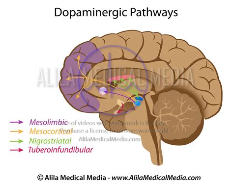 Dopamine Pathways Brain