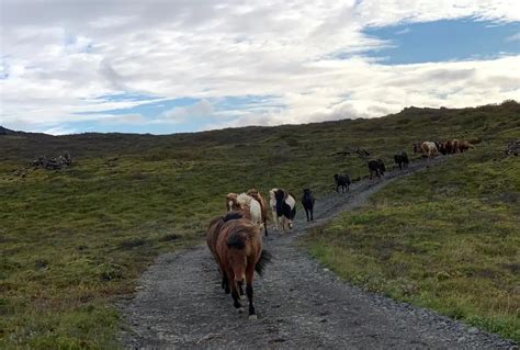 Riding Iceland - Horse riding tours in Húsavík, North Iceland