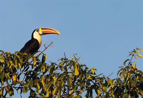 Where the wild things are: tracking Guyana’s iconic wildlife - Lonely Planet