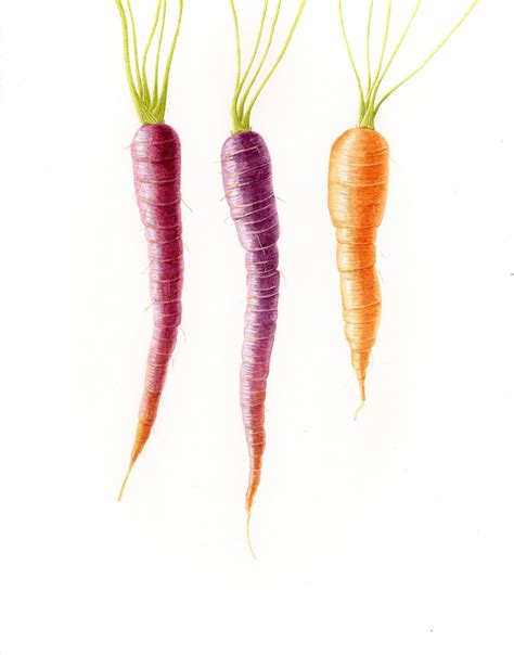 Shop Botanical Art — Rose Torres Art
