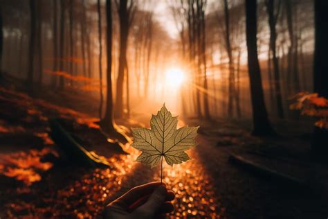 Comsermancha Se Une A La Celebraci N Del D A Internacional De Los Bosques