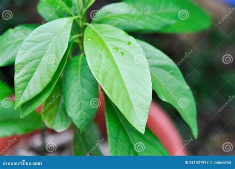 Persea Americana Mill or Avocado, Lauraceae or Persea Gratissima Stock ...