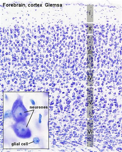 Cerebral Cortex Histology Layers