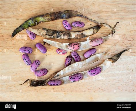 Phaseolus Coccinea Enorma Hi Res Stock Photography And Images Alamy