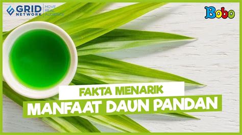 Fakta Menarik Manfaat Air Rebusan Daun Pandan Bisa Menyembuhkan