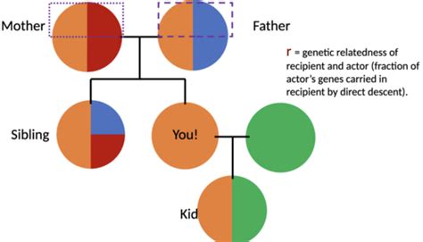 Evolution Of Sex Test 4 Flashcards Quizlet