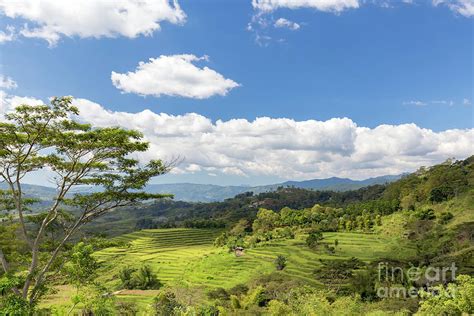 Golo Cador Rice Terrace Valley Photograph By Danaan Andrew Fine Art