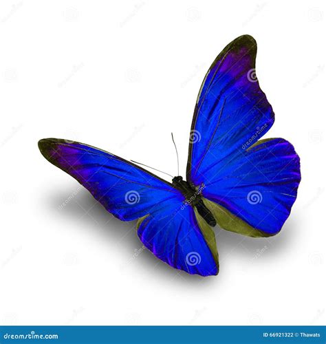 Blue Butterfly Flying Stock Photo Image Of Biology Nature 66921322