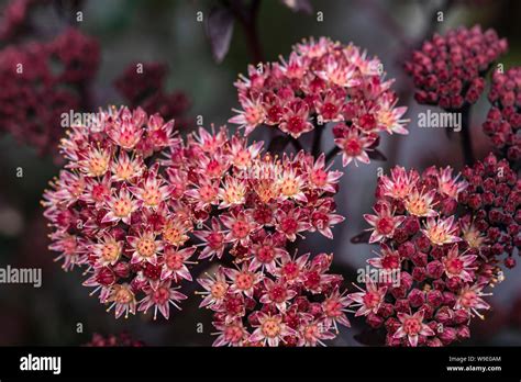 Hylotelephium telephium ,Atropurpureum Group, Purple Emperor, orpine ...