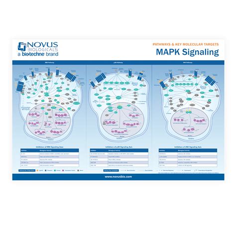 MAPK Signaling Pathway Poster | Bio-Techne 