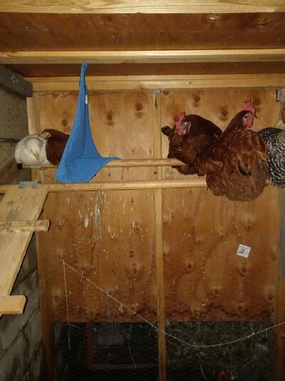 Integrating New Chickens Into Existing Flock BackYard Chickens