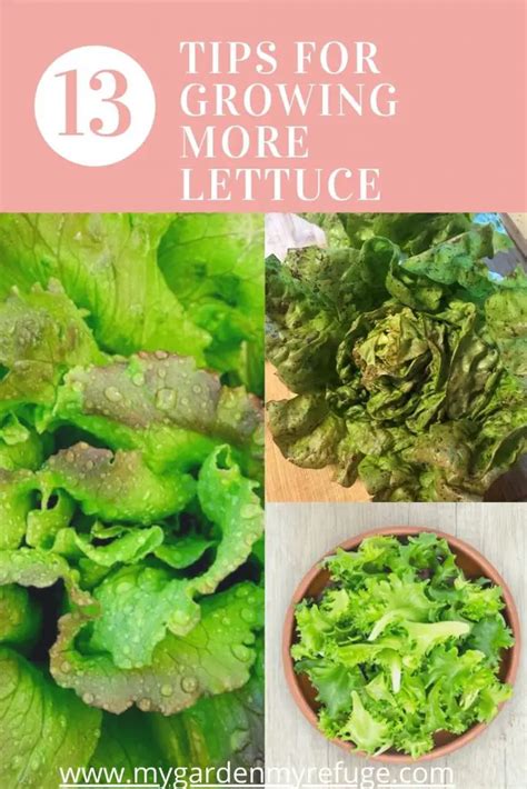 Helpful Tips To Grow Lettuce Successfully - Wellness Gardens