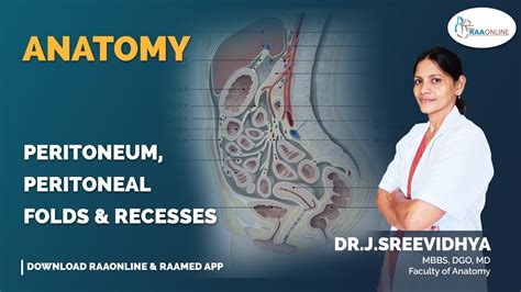 Peritoneum Peritoneal Folds Recesses YouTube