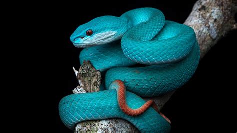 metode navigasi ular  berbagai habitat spiritriverinccom