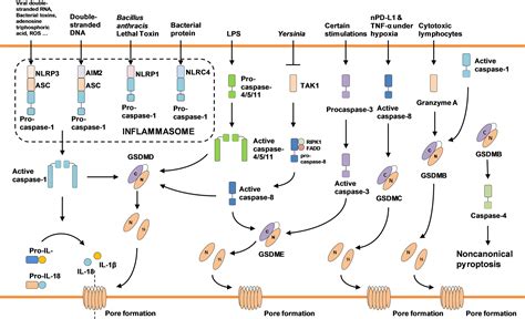 Frontiers Induction Of Pyroptosis A Promising Strategy For Cancer