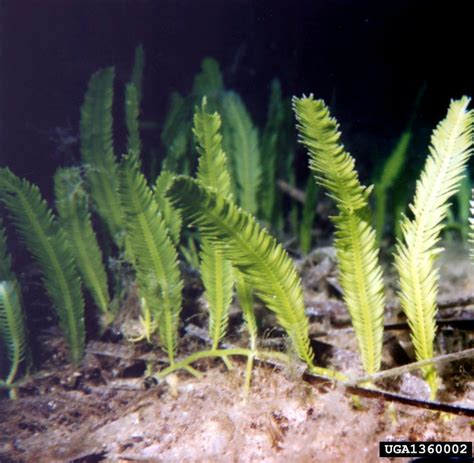 Wisc Washington Invasive Species Council