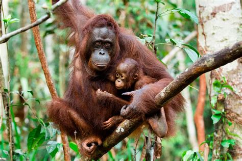 Orangutan Trekking Tours Borneo | Ecotours