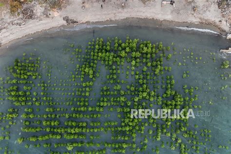 KLHK Realisasi Rehabilitasi Hutan Dan Mangrove Seluas 185 Ribu Hektare