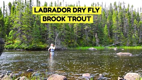 Dry Fly Labrador Brook Trout Igloo Lake Lodge YouTube