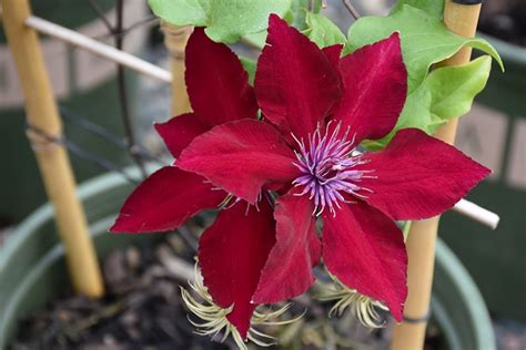 Nubia Clematis Lurvey Landscape Supply