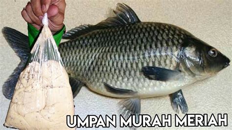 Cara Membuat Umpan Mancing Ikan Mas Murah Dan Jitu YouTube