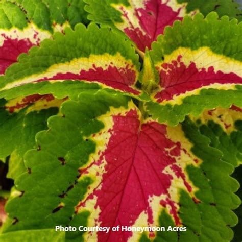 Wizard Coleus Archives Honeymoon Acres Greenhouse