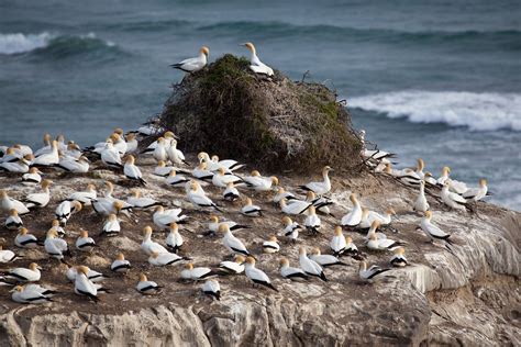 Gannet Colony in New Zealand 2024-2025 - Rove.me